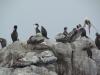 Shags and pelicans