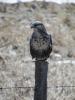 Rough legged hawk (Buteo lagopus)