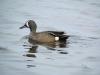      Blue-winged teal (Anas discors) 