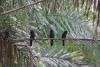 Black-fronted nunbirds