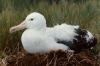 albatross11.jpg