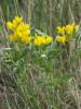 Buffalo bean (Thermopsis rhombifolia)