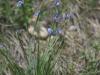 Blue eyed grass (Sisyrinchium montanum)