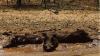 three_pigs_in_a_mud_hole_near_the_lower_sabie.jpg