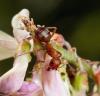 Formicid ant clinging to a petal of a vetch in Cypress Hills Park. The brain of this ant is infected with larvae of the trematode Dicrocoelium dendriticum (photo by Andy Hurly).