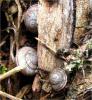 Terrestrial snails, Oreohelix spp., in Cypress Hills Park in southeastern Alberta. Some species of snail in this genus are threatened in Alberta.