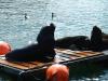 Pinnipeds at the fish market