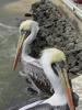 Peruvian pelicans