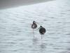 Black-backed stilts
