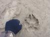 wolf tracks