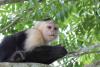 Capuchin monkey
