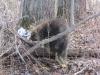 Porcupine (Erethizon dorsatum)