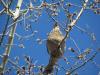 Grouse feeding on fresh buds