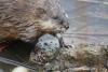 Muskrat (Ondatra zibethicus)