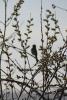 Song sparrow (Melospiza melodia)