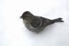 Common Redpoll