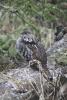 Bedraggled grouse