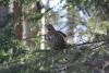 Female Spruce Grouse