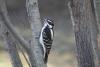 Hairy Woodpecker