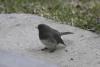 Junco