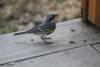 Yellow-rumped Warbler