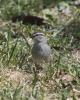 Chipping Sparrow