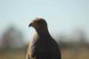 Savannah hawk