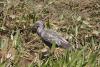 Plumbeous ibis