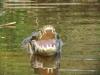 Yacare caiman