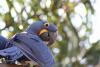 Hyacinth macaw