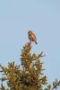 Northern Pygmy Owl
