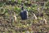 Northern screamer with chicks