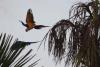 Blue and yellow macaws