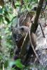 Coati