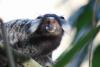 Common marmoset