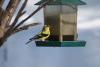 American Goldfinch