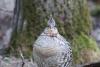 Ruffed Grouse close-up