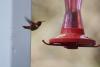 First hummingbird of the year