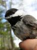 black-capped_chickadee.jpg